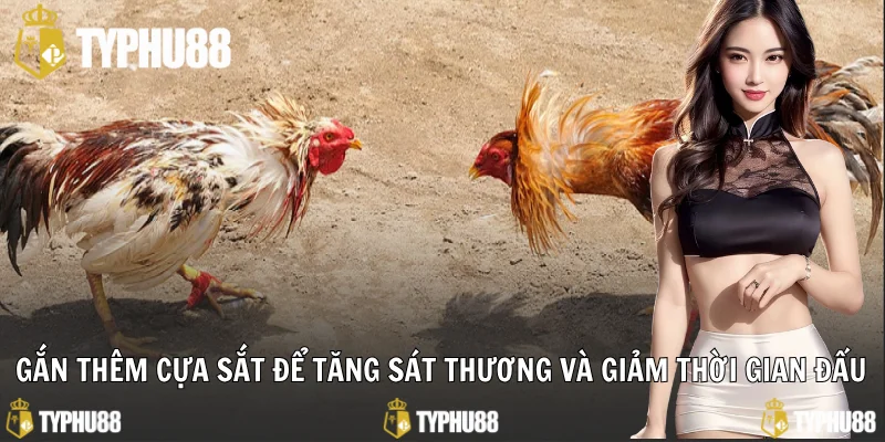 Gắn thêm cựa sắt để tăng sát thương và giảm thời gian đấu