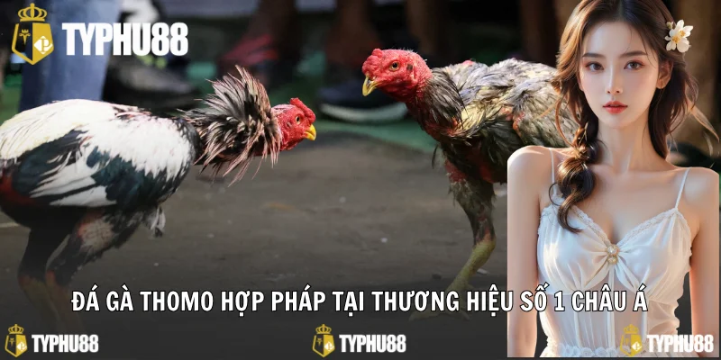 Đá gà Thomo hợp pháp tại thương hiệu số 1 châu Á