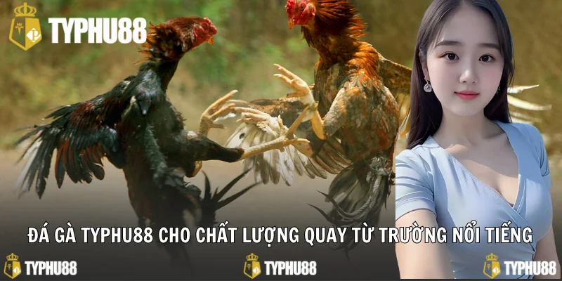Đá gà Typhu88 cho chất lượng quay từ trường nổi tiếng